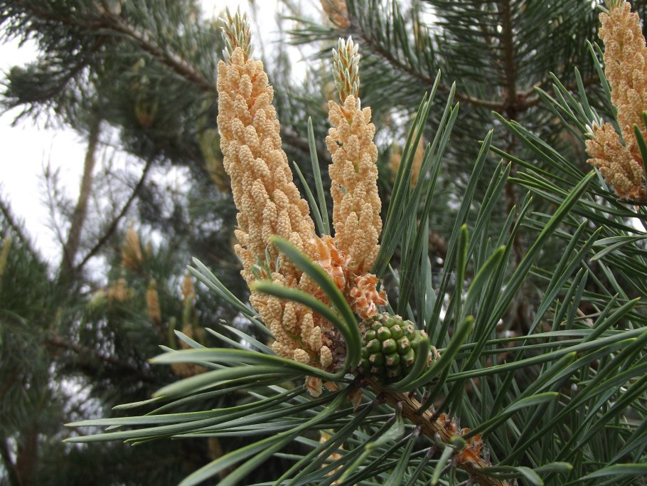 Стробилы, сосна "цветет".