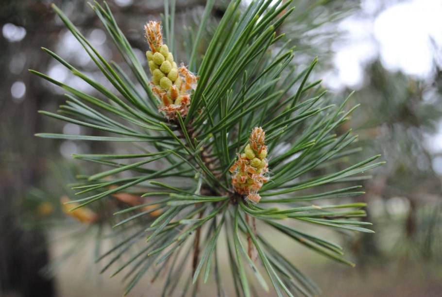 Сосна обыкновенная Jericho