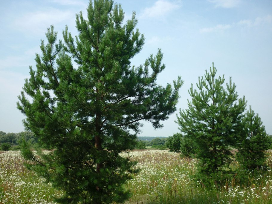 Сосна обыкновенная молодая