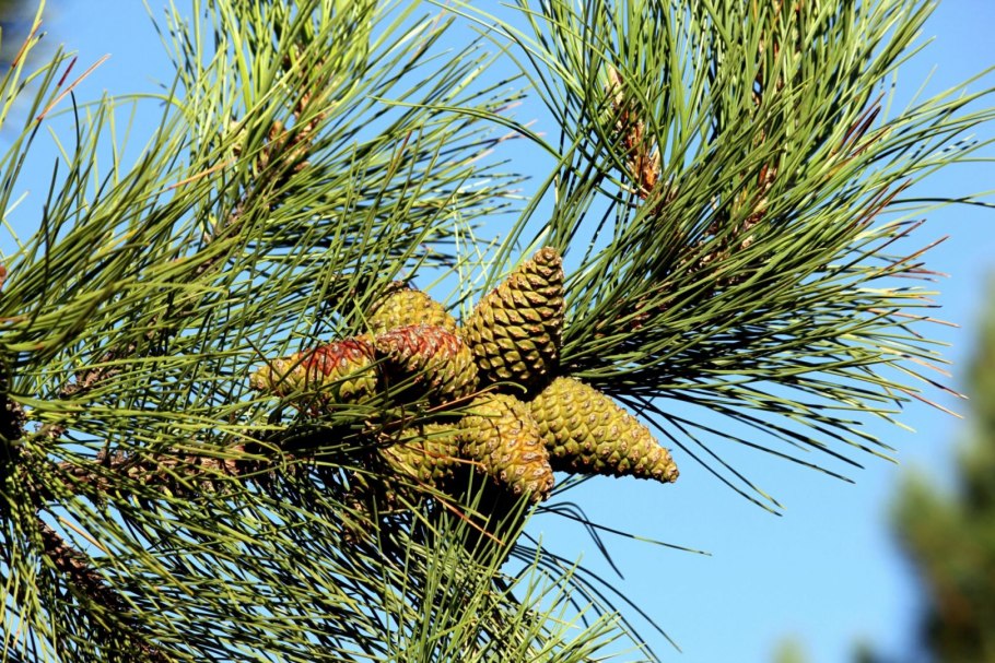 Сосна Крымская хвоя