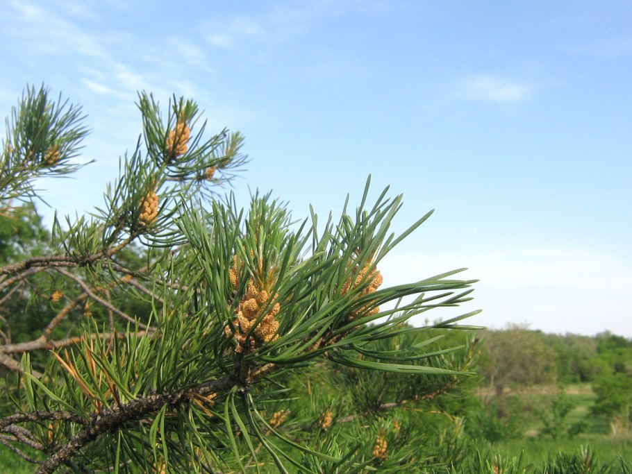 Сосна молодые свечки