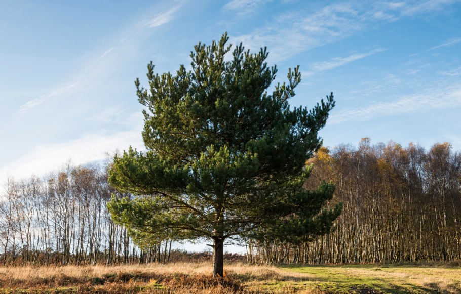 Сосна обыкновенная Pinus