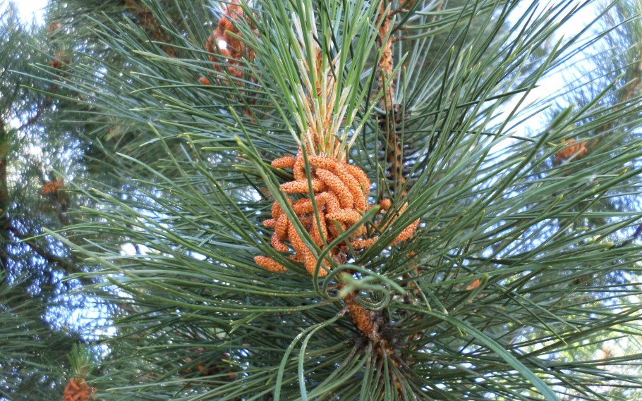 Сосна в мае