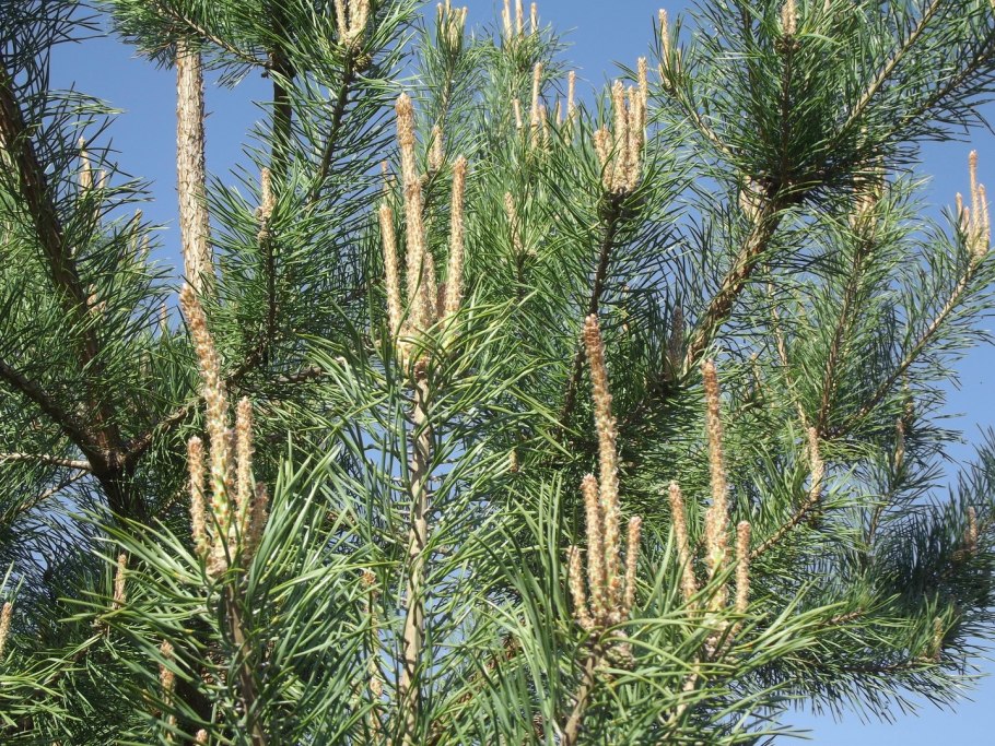 Сосна весной