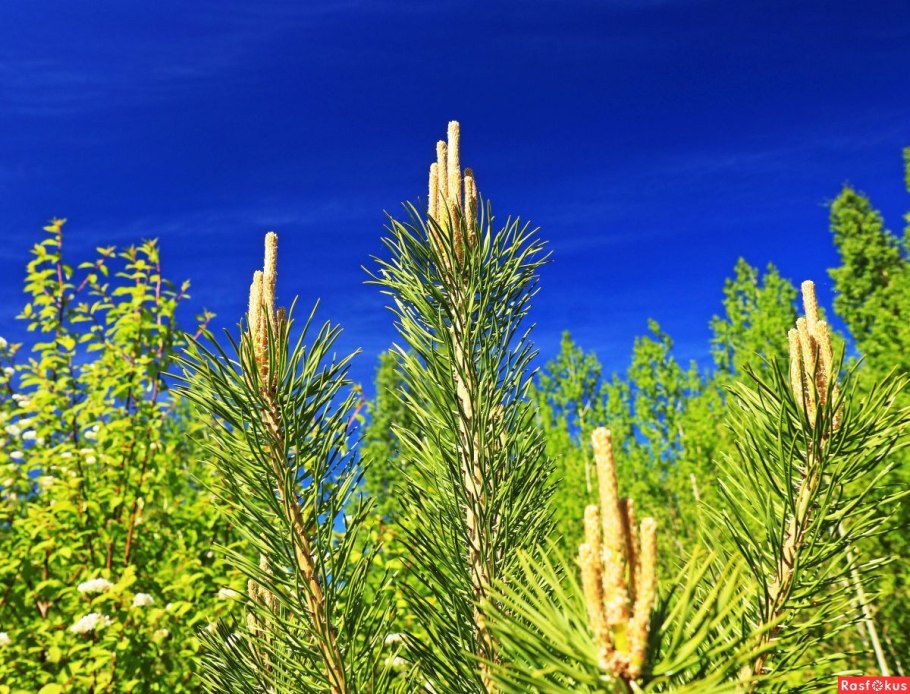Иглистые сосны