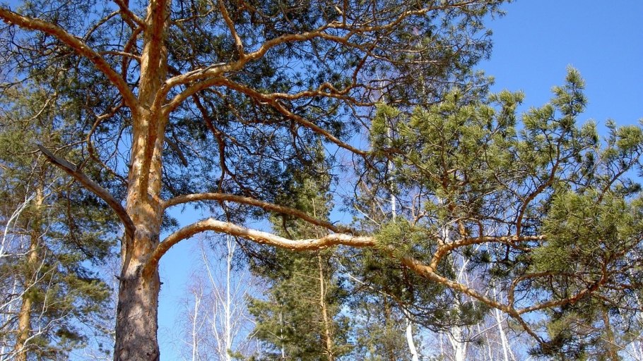 Сосна обыкновенная Корабельная