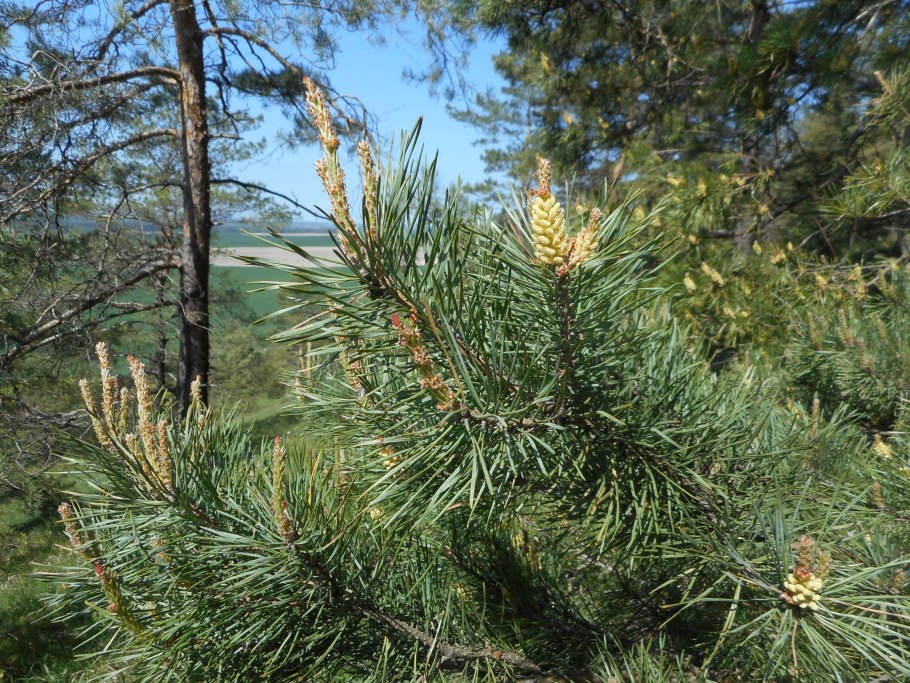 Picea chihuahuana