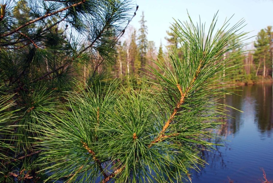 Кедр Сибирский Pinus sibirica