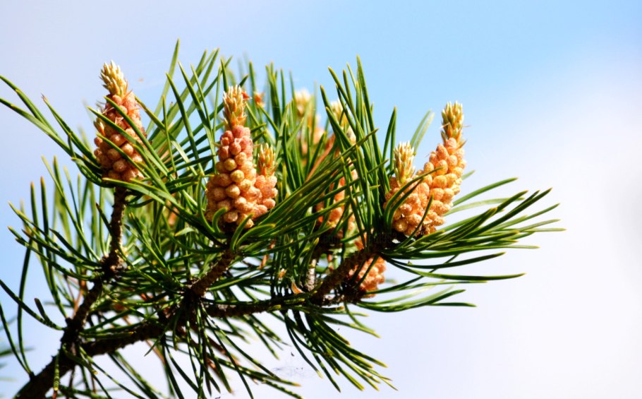 Почки сосны обыкновенной