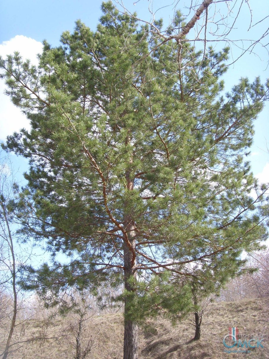 Сосна обыкновенная сосна Лесная