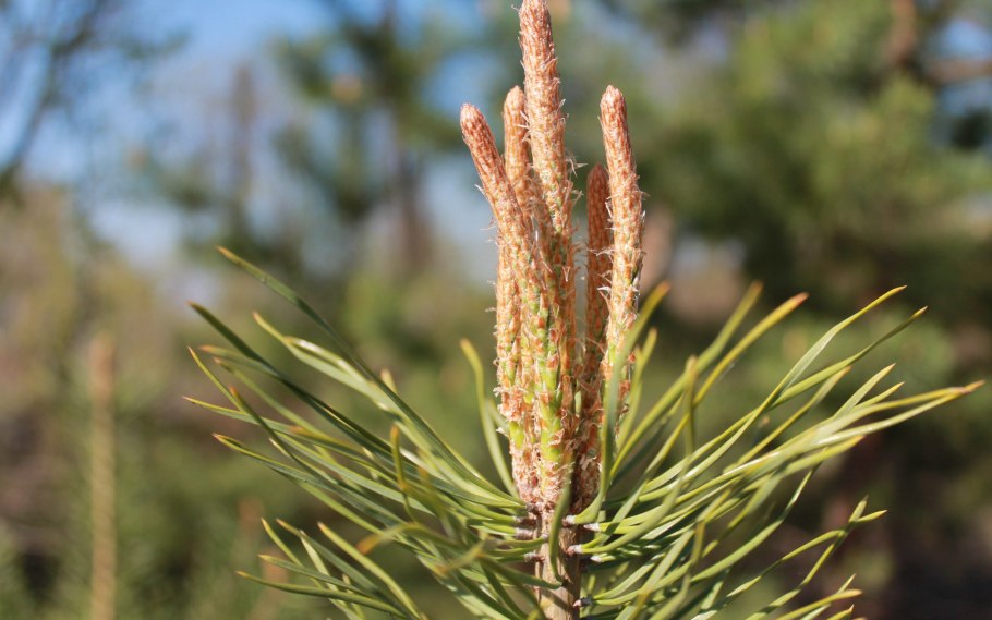Почки сосны обыкновенной