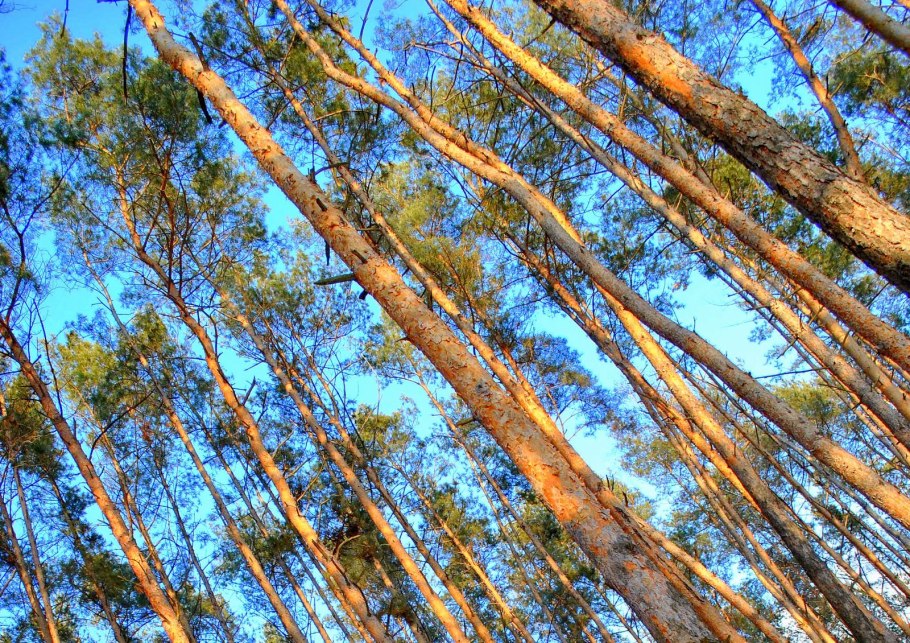 Сосна весной