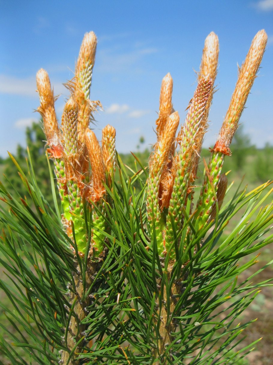 Сосновые бруньки что это