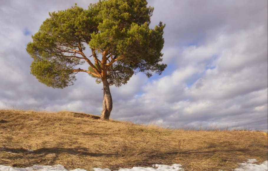 Красивая сосна