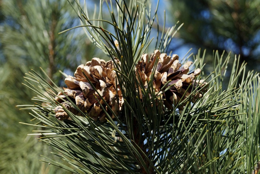 Вечнозеленый кедр