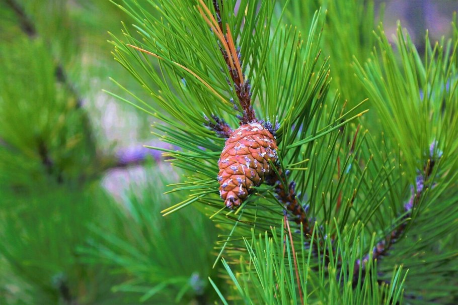 Пыльца Pinus Sylvestris