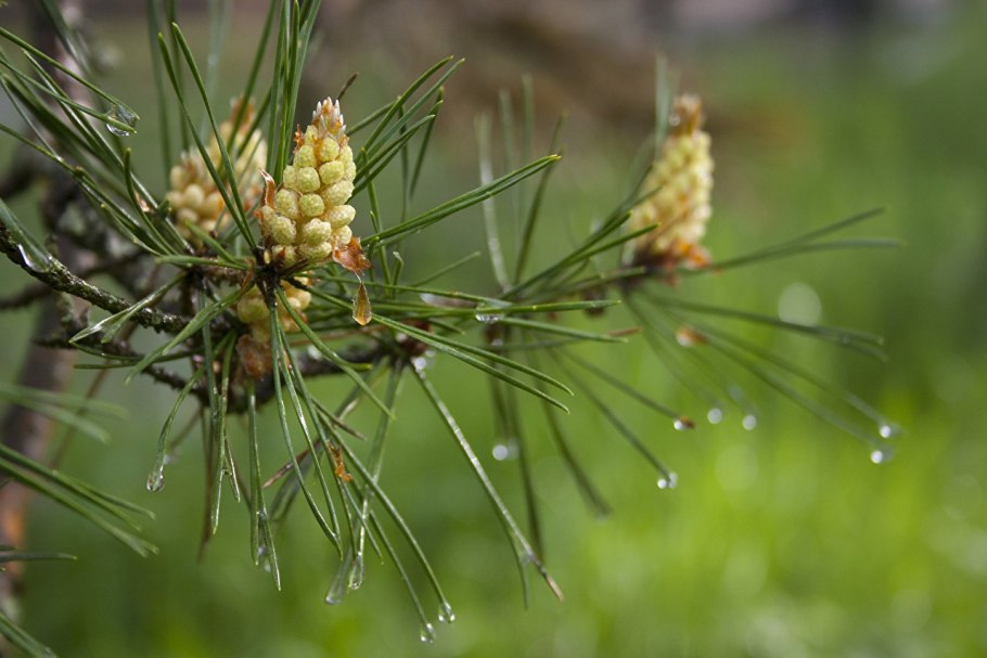 Pinus Sylvestris