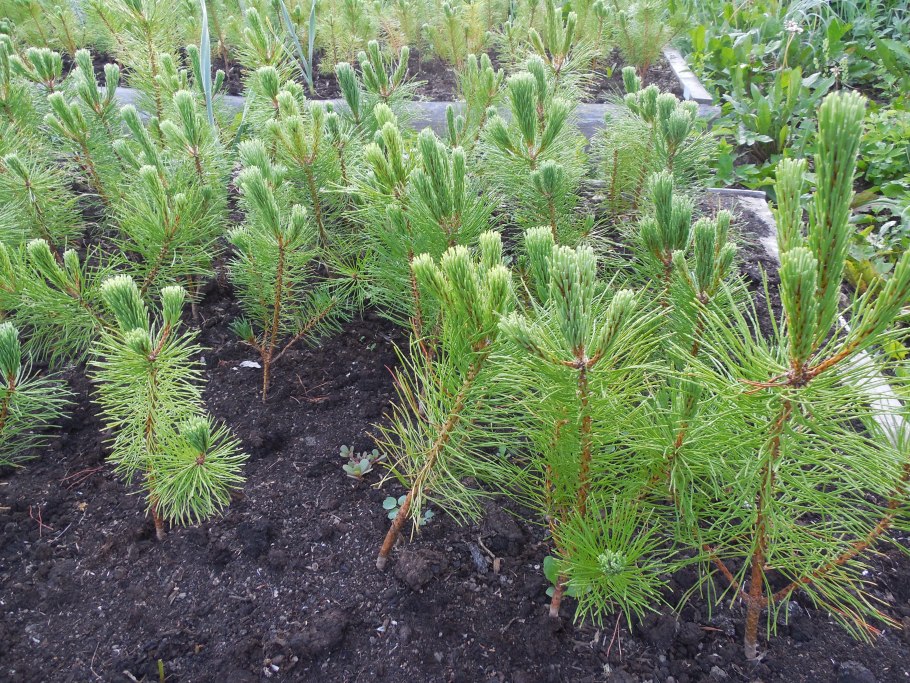 Цветение Крымской сосны