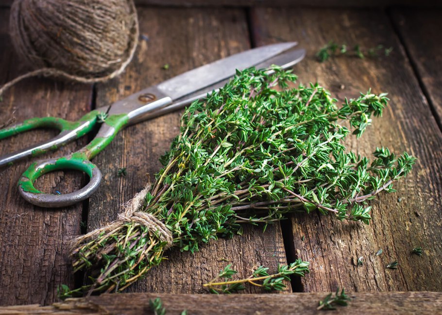 Орегано базилик розмарин