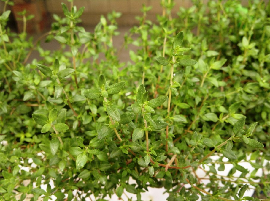 Тимьян ползучий листья