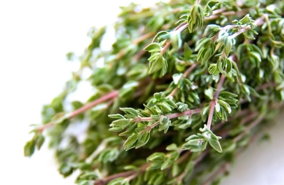 Тимьян греческий