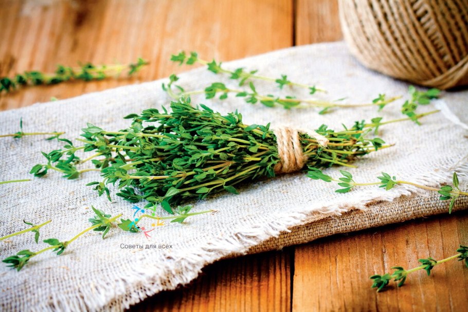 Тимьян Фредо