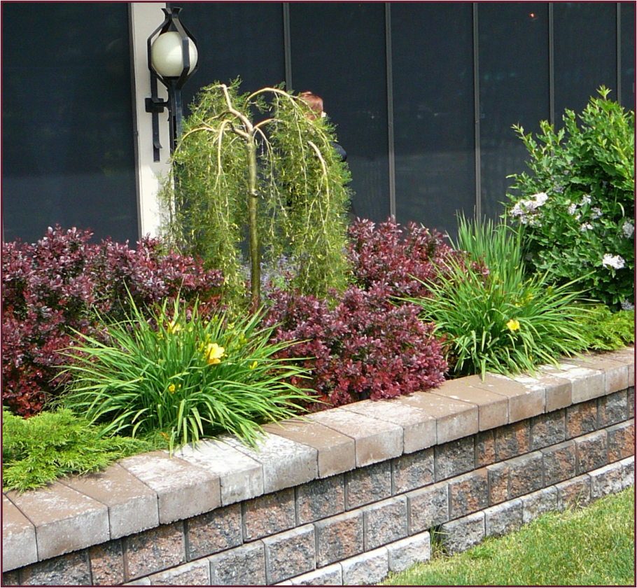 Бирючина плакучая