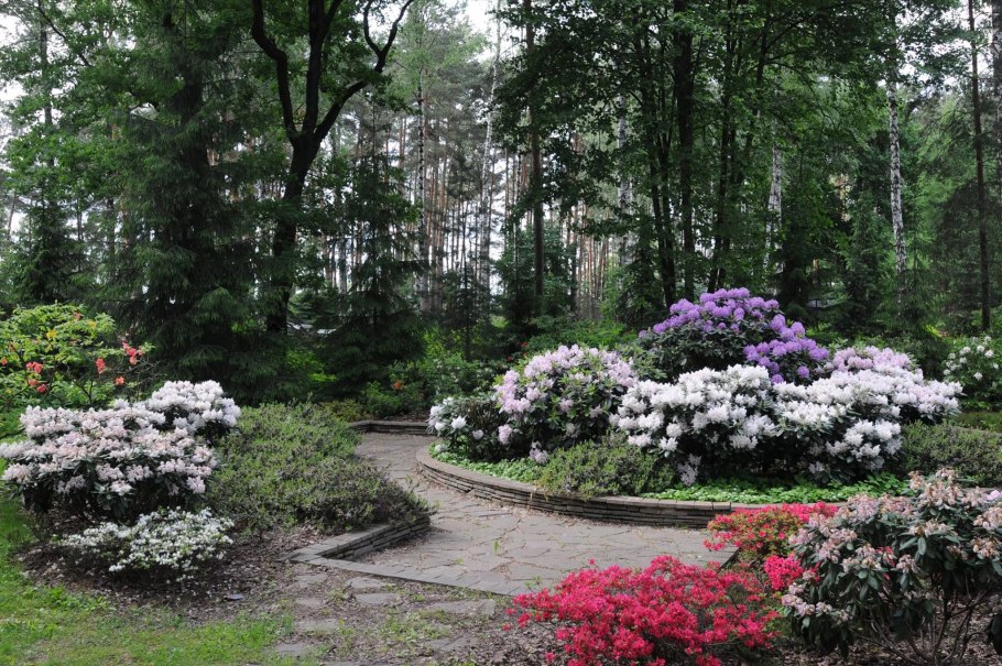 Сосна Горная Пумилио в рокарии