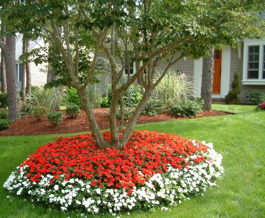 Папоротник роджерсия миксбордер