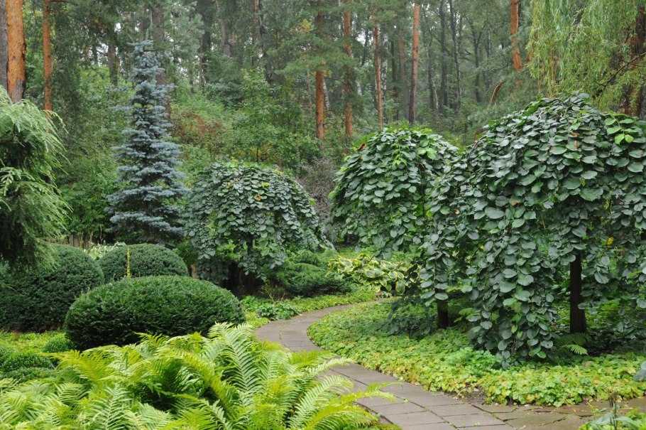 Рабатка Тунберга однолетник