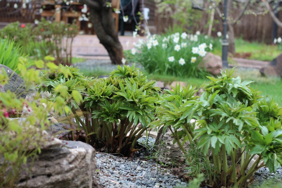 Наиль Купер ландшафтный дизайнер