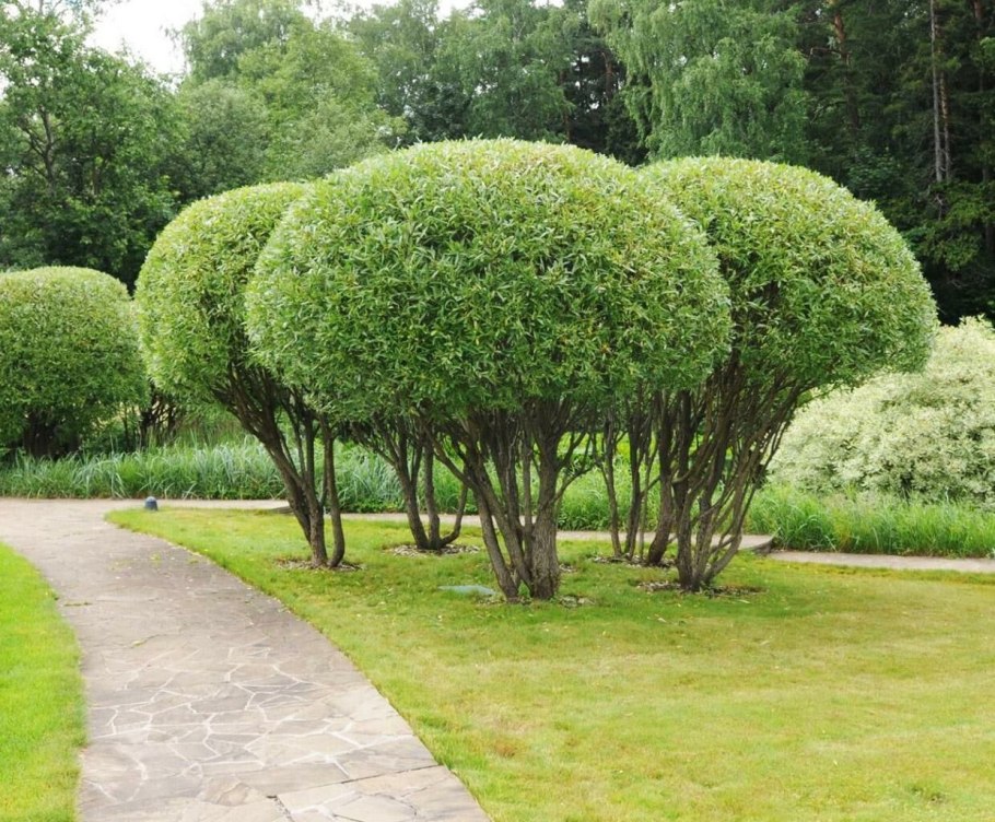 Туя Смарагд в ландшафте