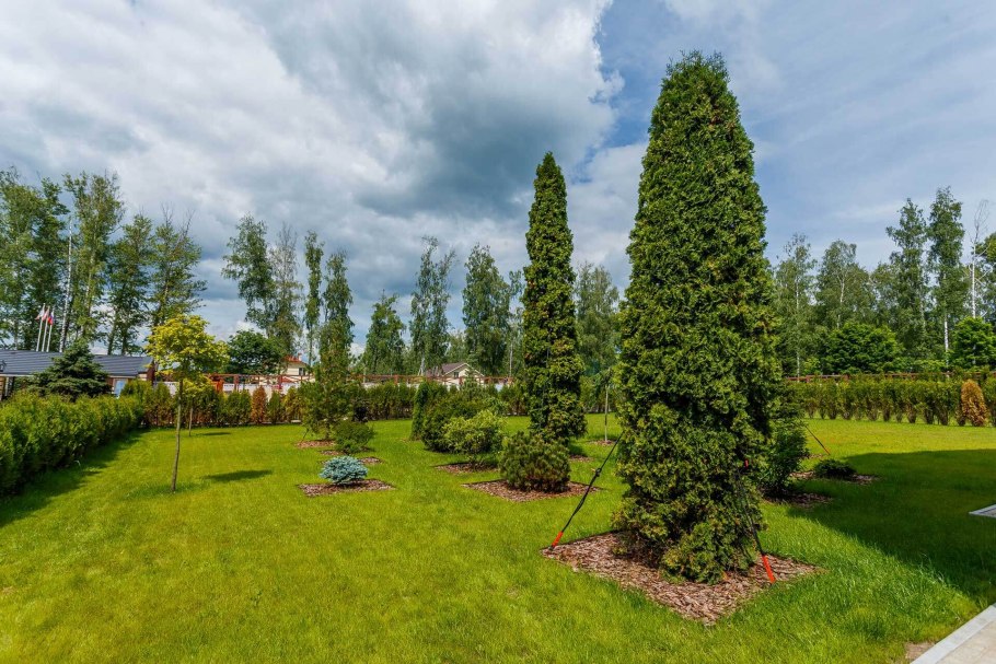 Спирея Голден принцесс и Барбарис