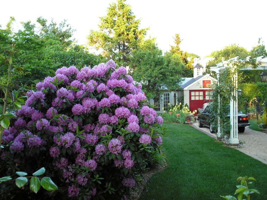 Туя Даника и можжевельник