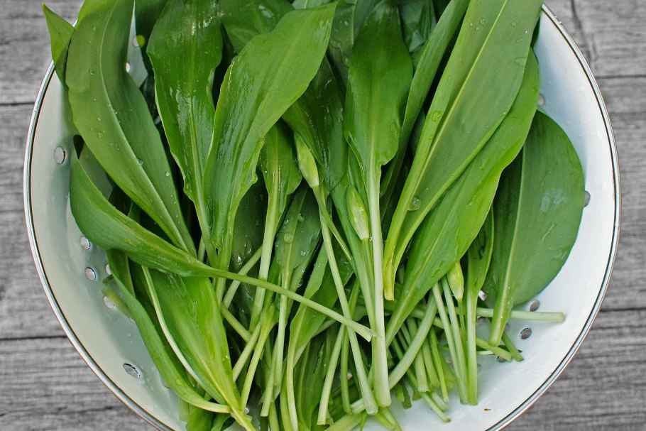 Allium ursinum черемша