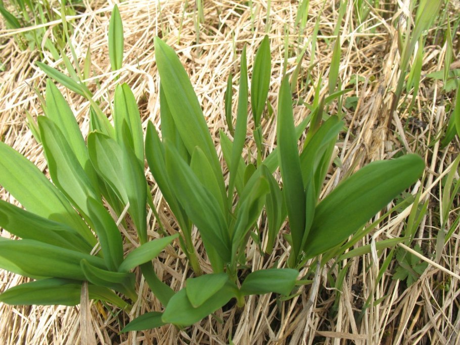 Колба черемша