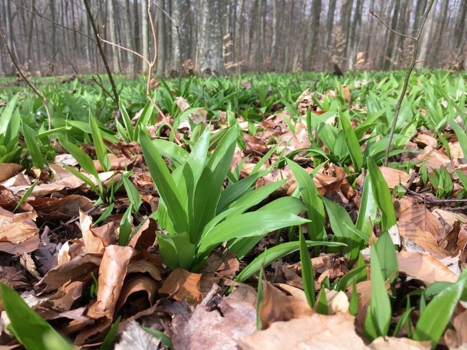 Черемша Болотная