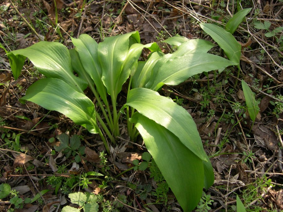 Лук Медвежий (Allium ursinum)