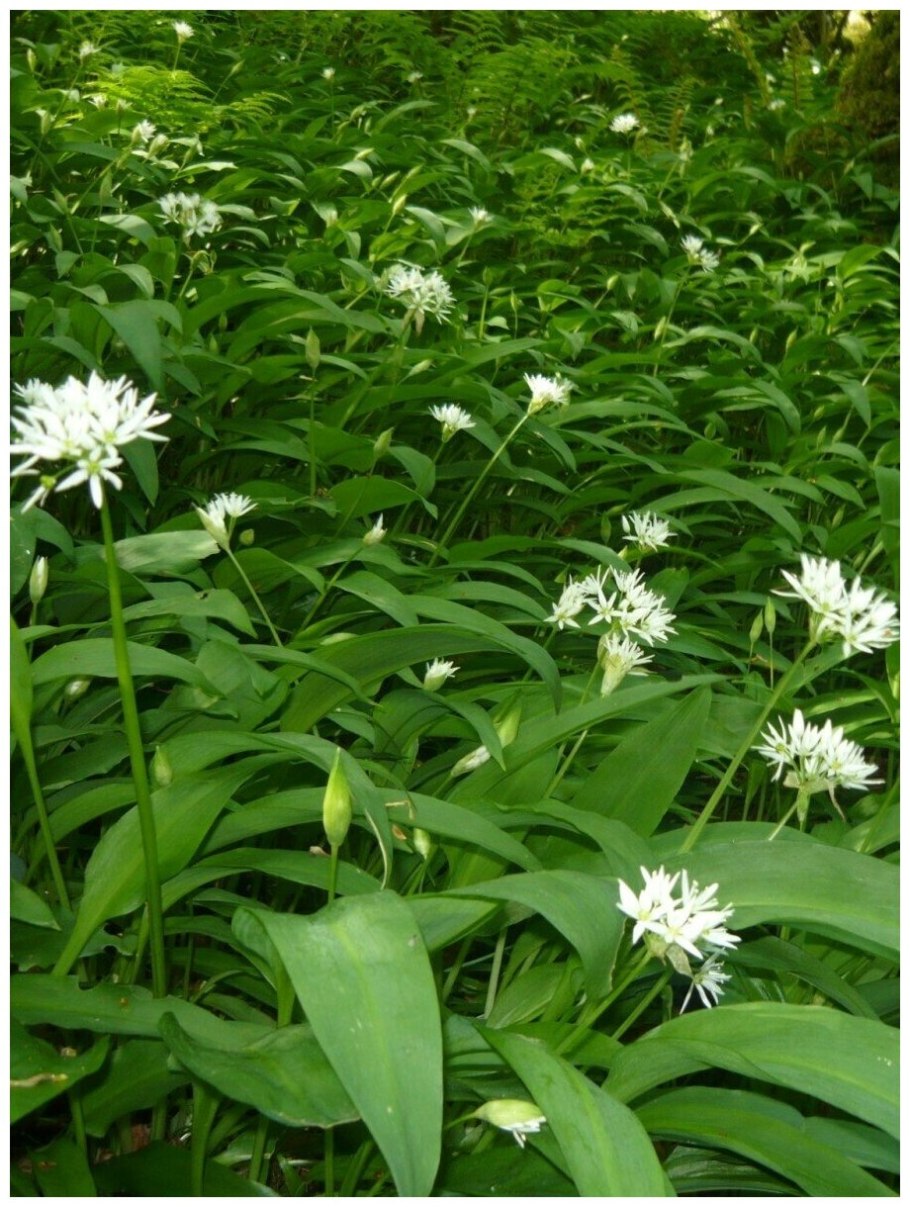 Черемша (Медвежий лук)