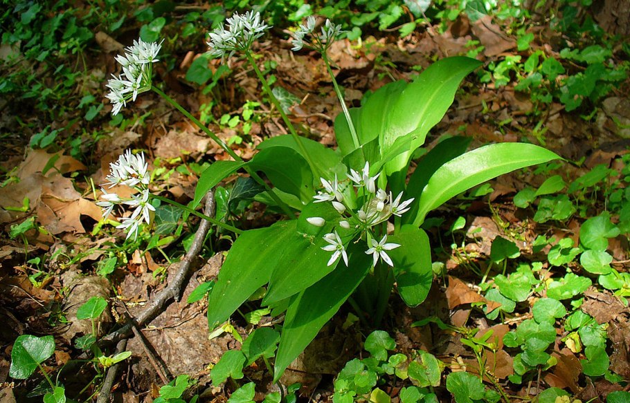Лук победный черемша