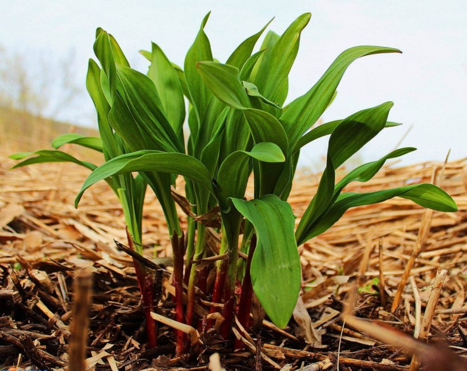 Allium ursinum черемша