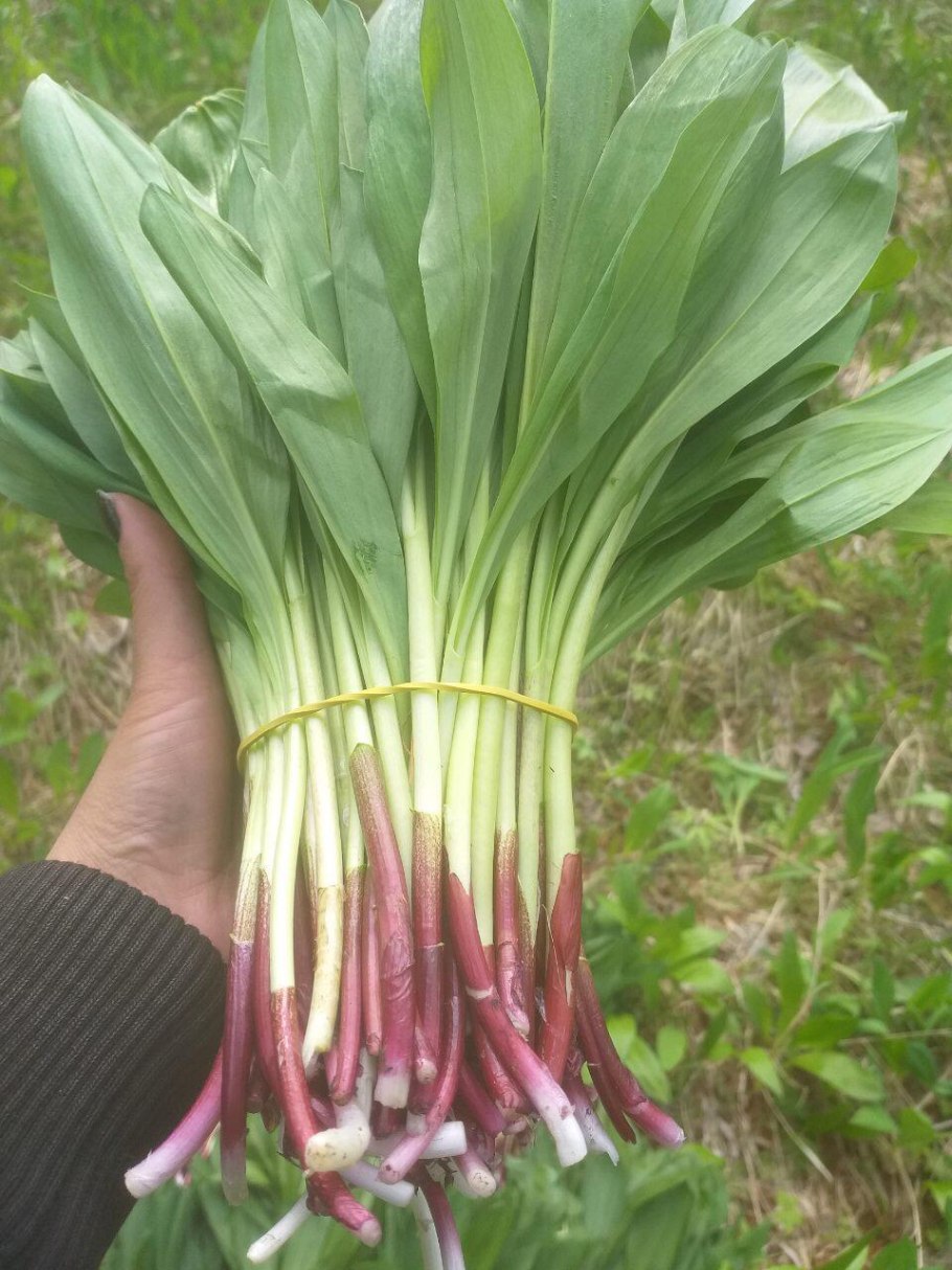 Аллиум Медвежий