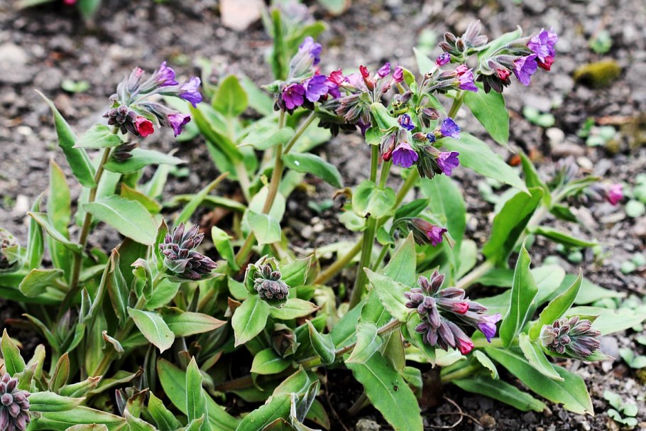 Медуница неясная Pulmonaria Obscura