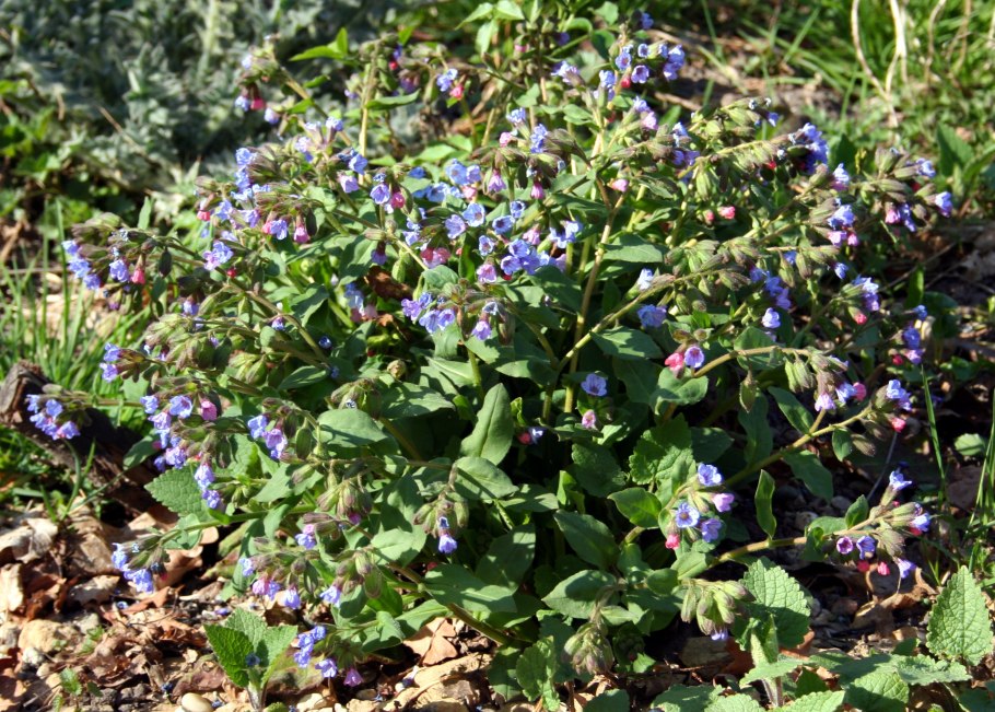 Медуница Pulmonaria Trevi
