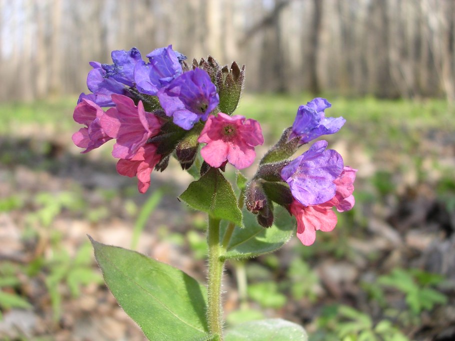 Pulmonaria 'Opal' lakacis