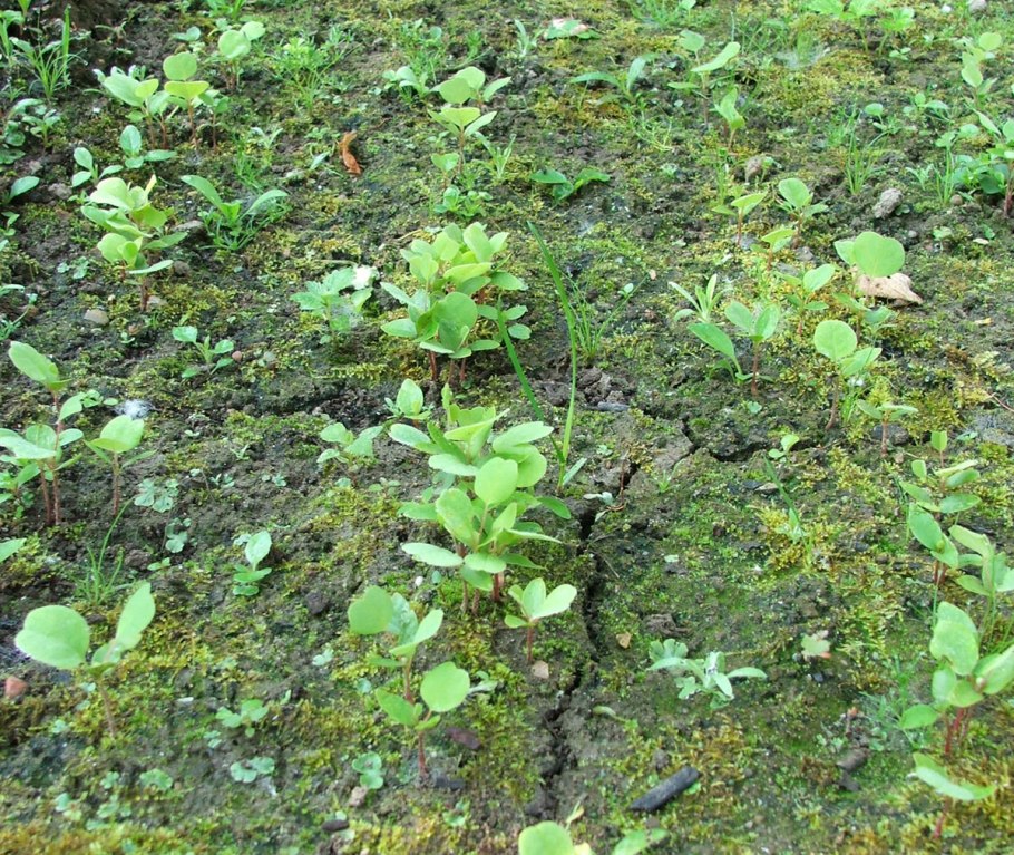 Лириодендрон всходы