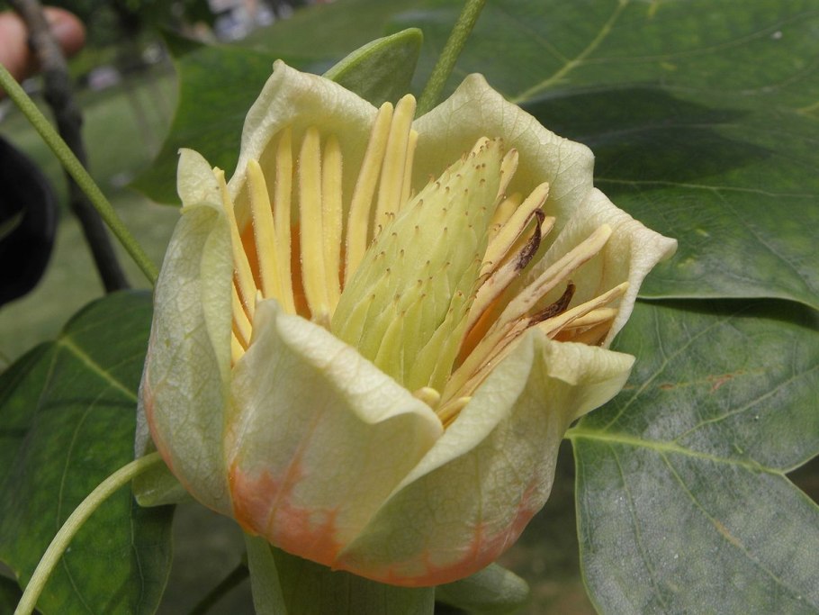 Liriodendron tulipifera тюльпановое дерево