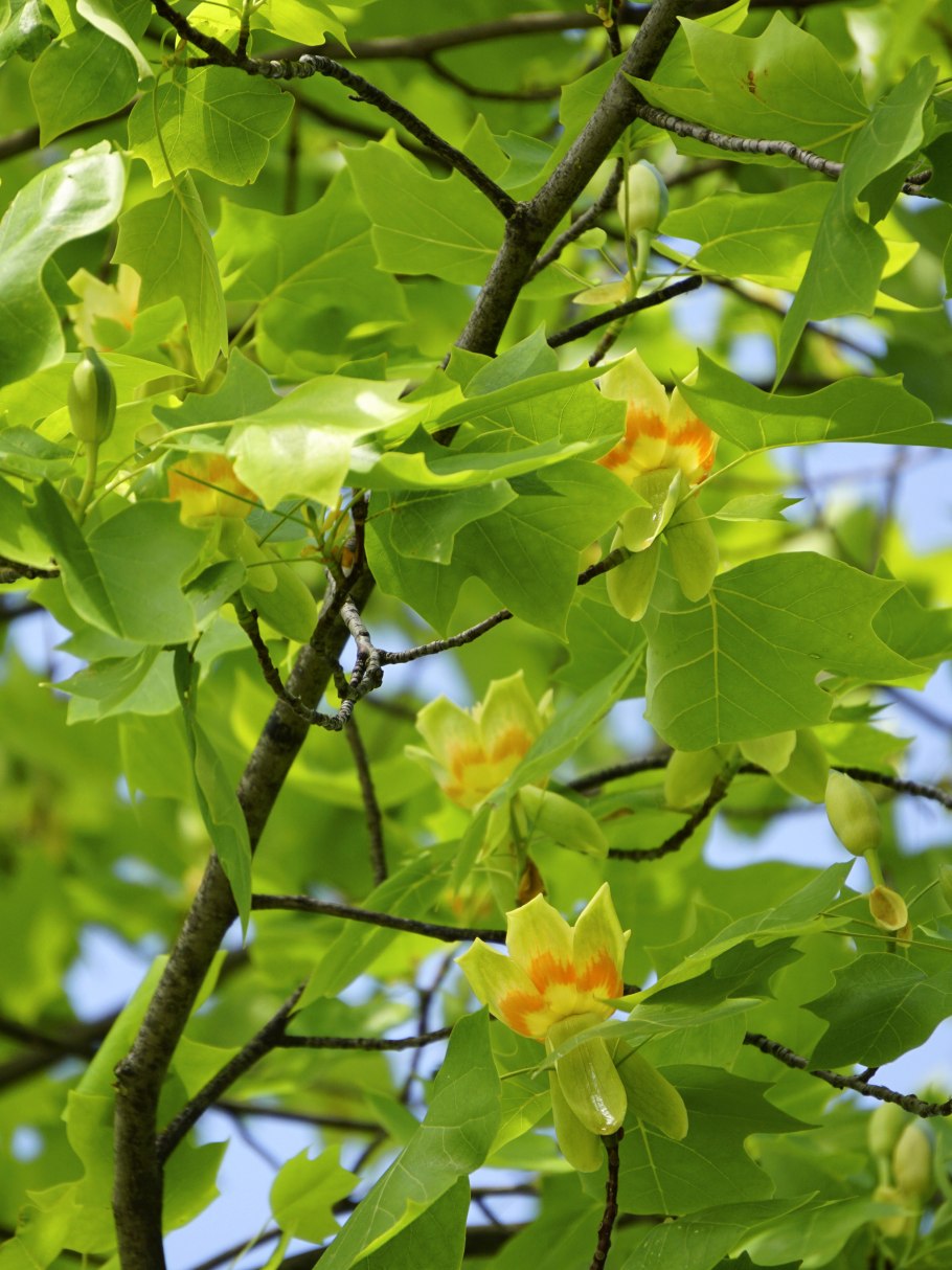 Тюльпановое дерево Лириодендрон Головинка