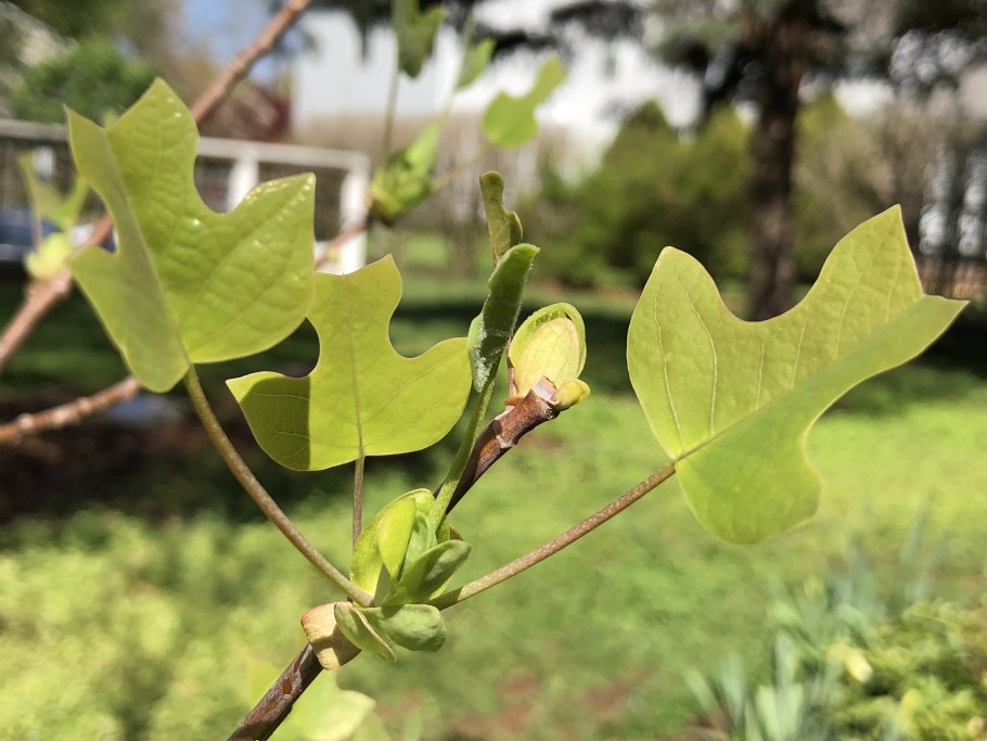 Тюльпановое дерево