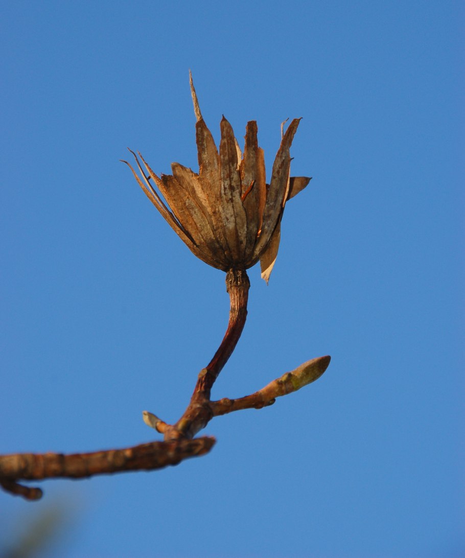 Лириодендрон купить